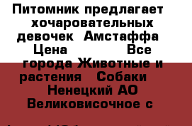 Питомник предлагает 2-хочаровательных девочек  Амстаффа › Цена ­ 25 000 - Все города Животные и растения » Собаки   . Ненецкий АО,Великовисочное с.